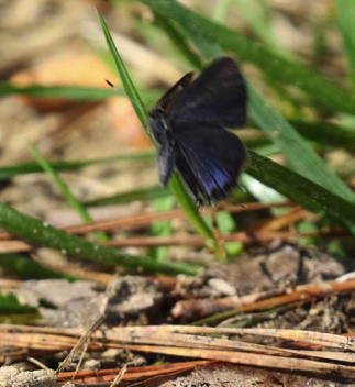 Red-banded Hairstreak
in flight